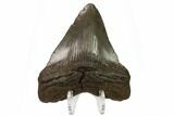 Juvenile Megalodon Tooth - South Carolina #164953-1